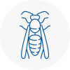 Lichfield Wasp Nest Removal
